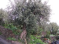 Pietra_Monaca - Pietra_Monaca_Olea_europaea_20101230 085.jpg